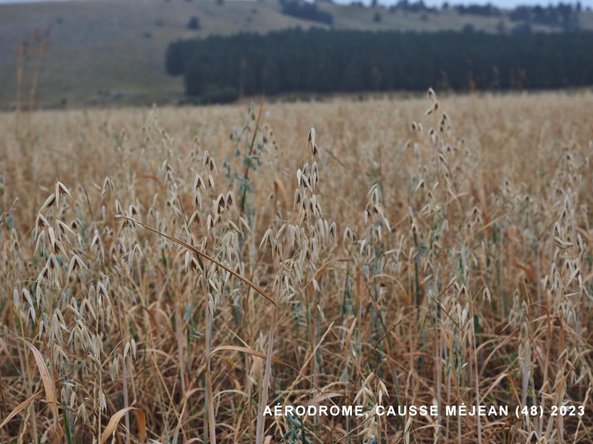 Oat, Common plant